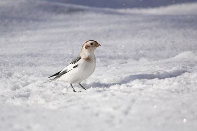 Plectrophane des neiges / Snow Bunting (Plectrophenax nivalis)