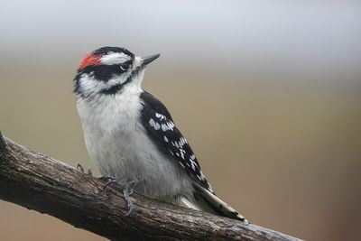 Pic mineur / Downy Woodpecker (Dryobates pubescens)
