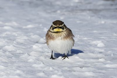 Alouette hausse-col / Horned Lark (Eremophila alpestris)