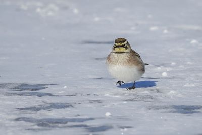 Alouette hausse-col / Horned Lark (Eremophila alpestris)
