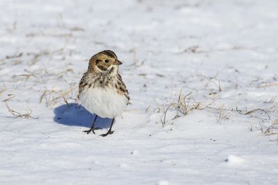 Plectrophane lapon / Lapland Longspur (Calcarius lapponicus)