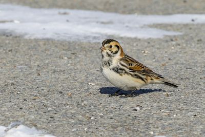 Plectrophane lapon / Lapland Longspur (Calcarius lapponicus)