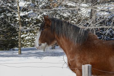 Cheval de trait / Draft horse