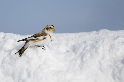 Plectrophane des neiges / Snow Bunting (Plectrophenax nivalis)