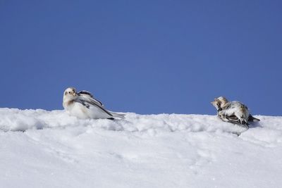 Plectrophane des neiges / Snow Bunting (Plectrophenax nivalis)
