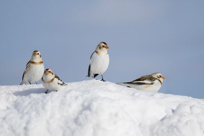 Plectrophane des neiges / Snow Bunting (Plectrophenax nivalis)