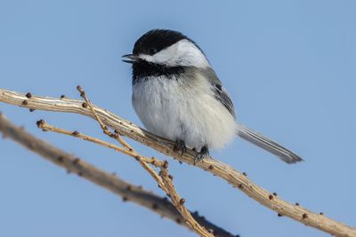 Mésange à tête noire / Black-capped Chickadee (Poecile atricapillus)