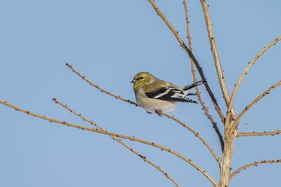 Chardonneret jaune / American Goldfinch (Spinus tristis)