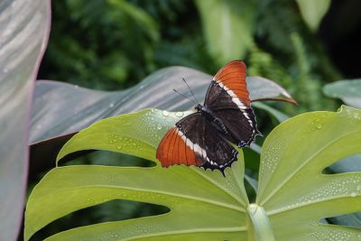 Siprota brun / Rusty-tipped Page (Siproeta ephapus)