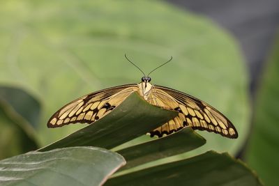 Porte-queue thoas / Thoas Swallowtail (Papilio thoas)