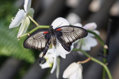 Porte-queue lowi / Great Yellow Mormon (Papilio lowi)