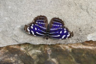 Petite tache / Whitened Bluewing (Mycelia cyaniris)