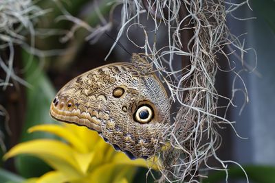Papillon hibou / Giant Owl, Pale Owl (Caligo memnon)