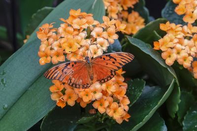 Agraulis nacre / Gulf Frittilary (Agraulis vanillae)