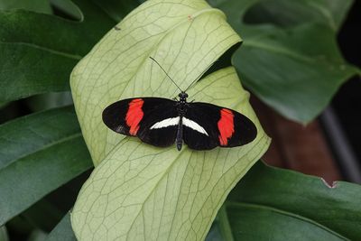 Hliconius melpomne / Postman (Heliconius melpomene)
