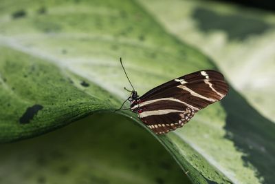 Hliconius zbre / Zebra Longwing (Heliconius charithonia)