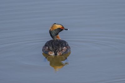 Grèbe esclavon / Horned Grebe male (Podiceps auritus)
