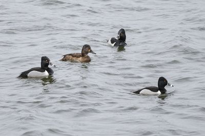 Fuligule à collier / Ring-necked Duck (Aythya collaris)