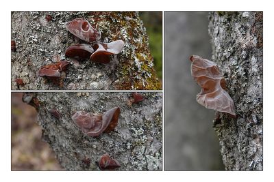 Pzize cupule / Purple Jelly Earth Tongue (Ascocoryne cylichnium)