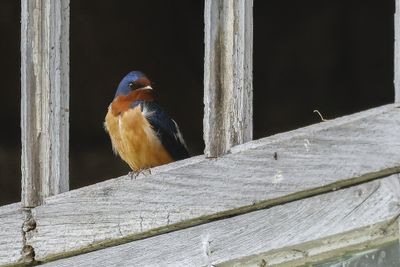 Oiseaux - Birds