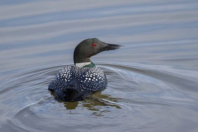 Oiseaux - Birds
