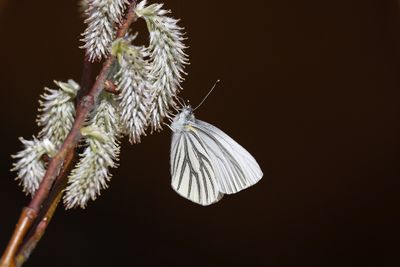 Papillons - Butterflies