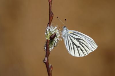 Papillons - Butterflies