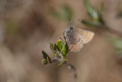 Papillons - Butterflies