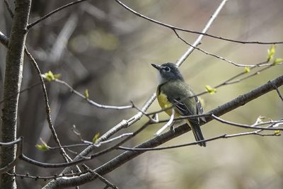 Oiseaux - Birds