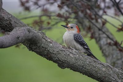 Oiseaux - Birds