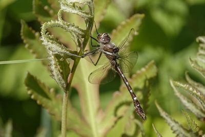 Libellules - Dragonflies