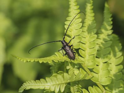 Insectes - Insects