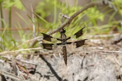 Libellules - Dragonflies