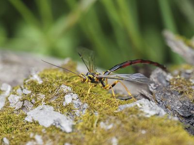 Rhysse noirâtre / Black Giant Ichneumonid Wasp (Megarhyssa atrata)