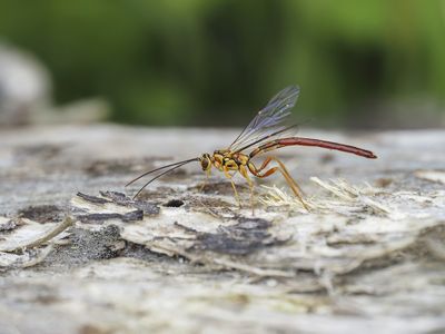 Rhysse noirâtre / Black Giant Ichneumonid Wasp (Megarhyssa atrata)