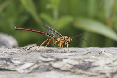 Rhysse noirâtre / Black Giant Ichneumonid Wasp (Megarhyssa atrata)