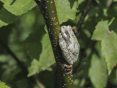 Amphibiens et reptiles