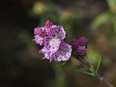 Plantes - Plants