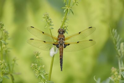 Libellules - Dragonflies