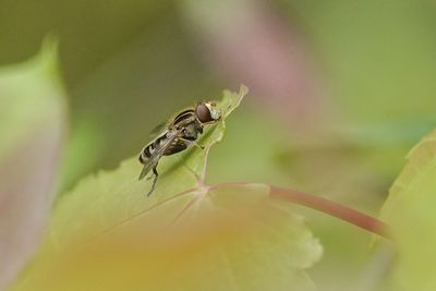 Insectes - Insects