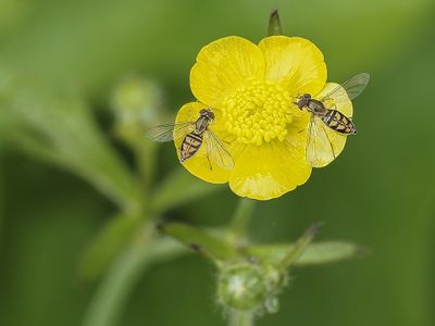 Insectes - Insects