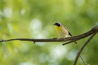 Oiseaux - Birds