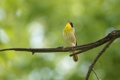 Oiseaux - Birds