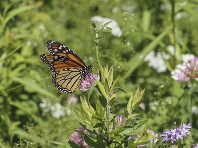 Monarque / Monarch (Danaus plexippus)