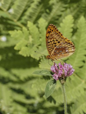 Papillons - Butterflies