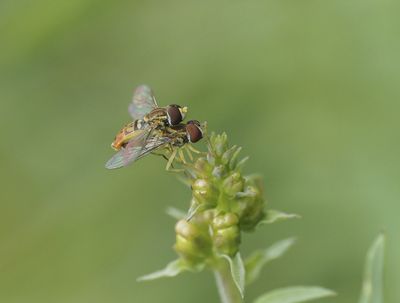 Insectes - Insects