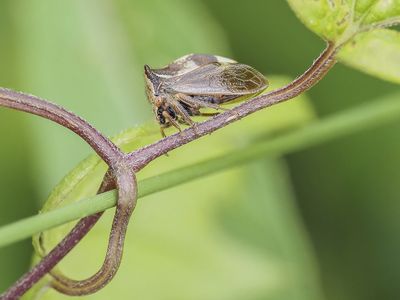 Insectes - Insects