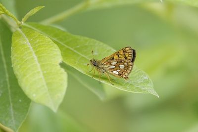 Papillons - Butterflies
