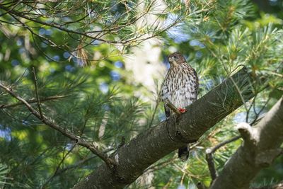 Oiseaux - Birds