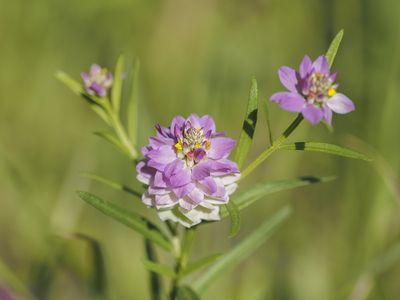 Plantes - Plants